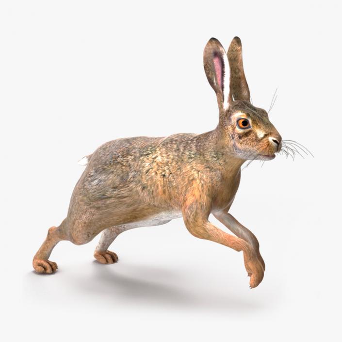 Hare  Animated Rigged for Maya 2 3D