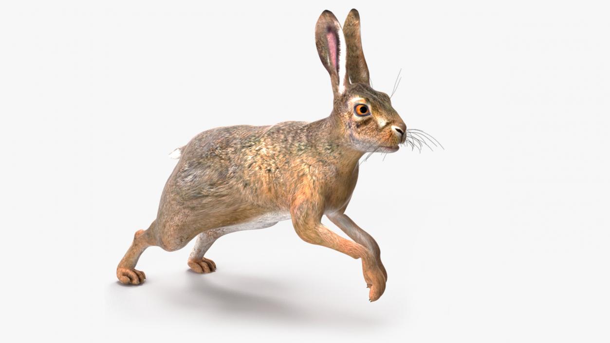 Hare  Animated Rigged for Maya 2 3D