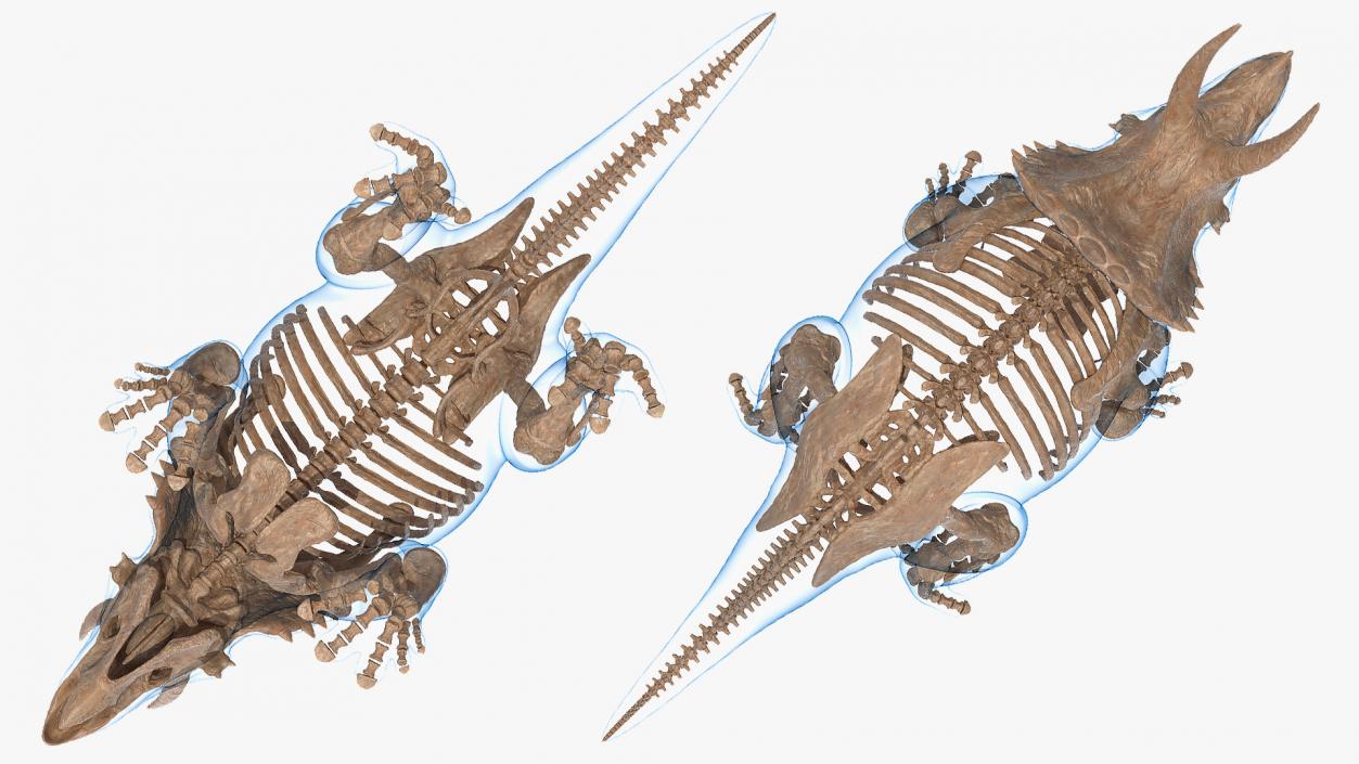 3D Triceratops Skeleton Fossil with Transparent Skin Rigged