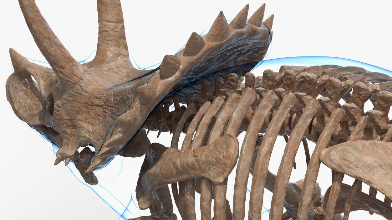 3D Triceratops Skeleton Fossil with Transparent Skin Rigged