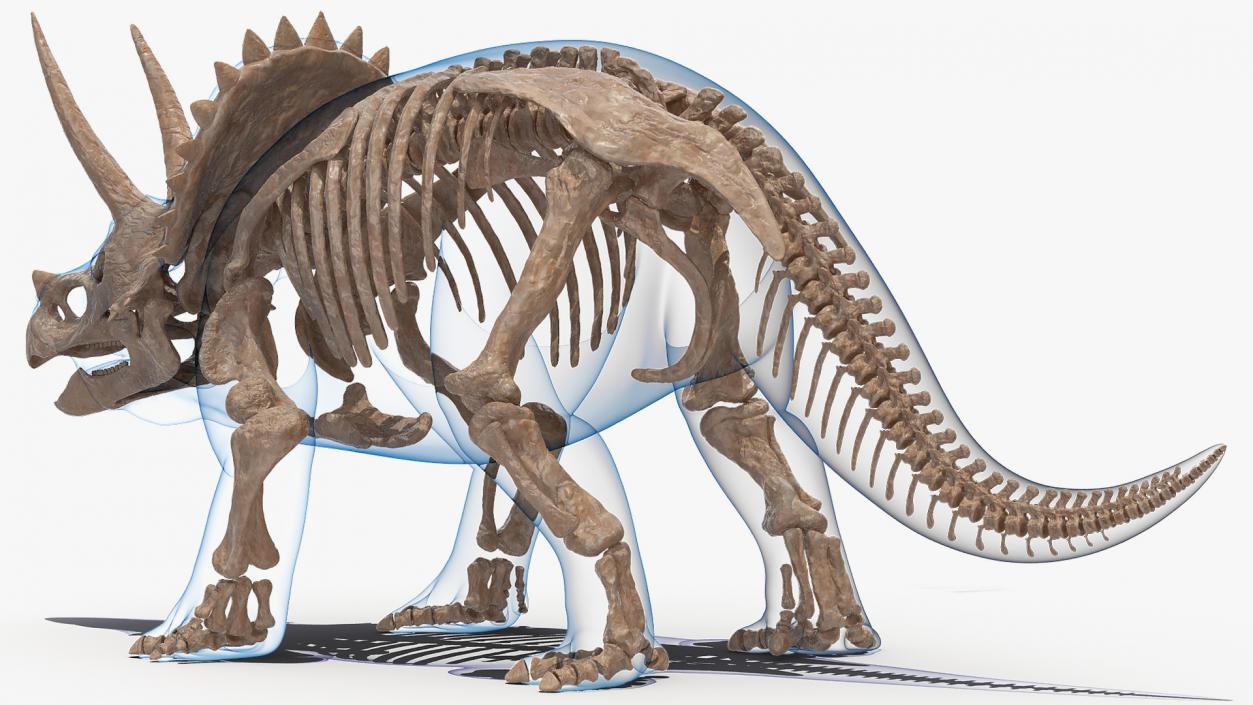 3D Triceratops Skeleton Fossil with Transparent Skin Rigged