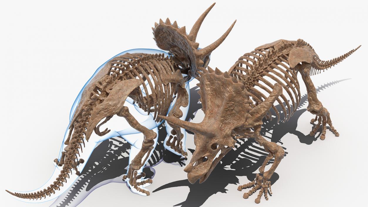 3D Triceratops Skeleton Fossil with Transparent Skin Rigged