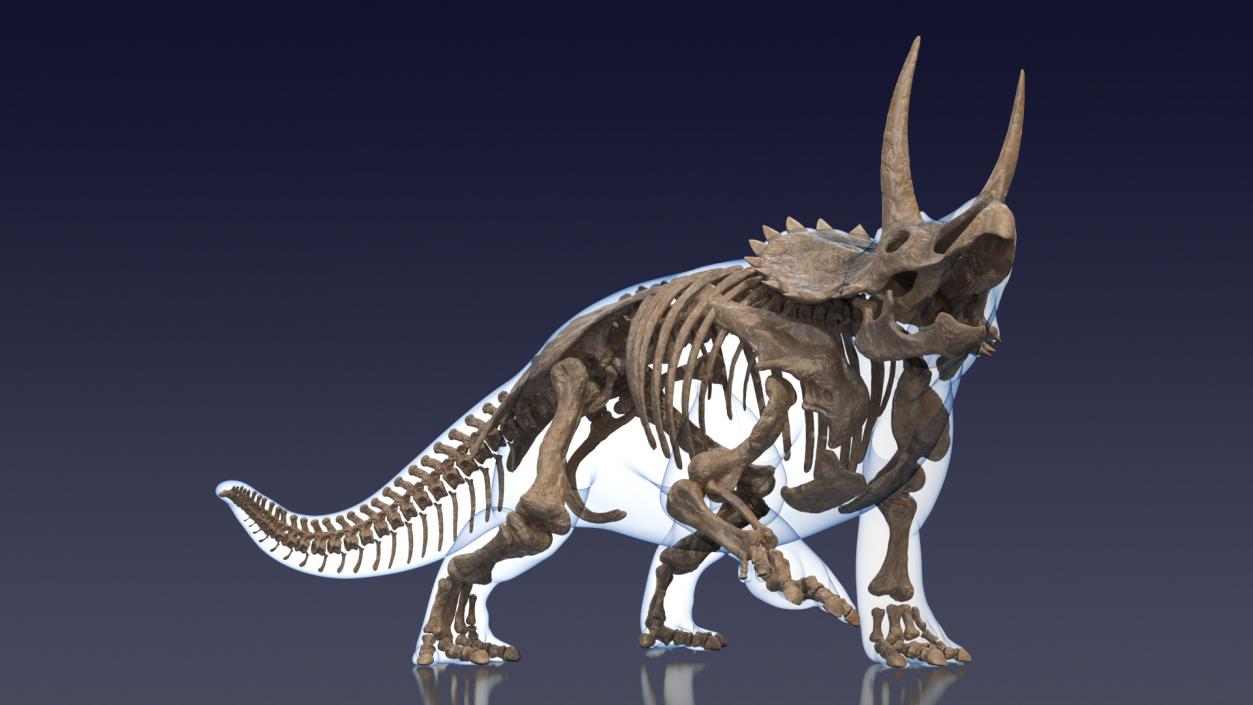 3D Triceratops Skeleton Fossil with Transparent Skin Rigged