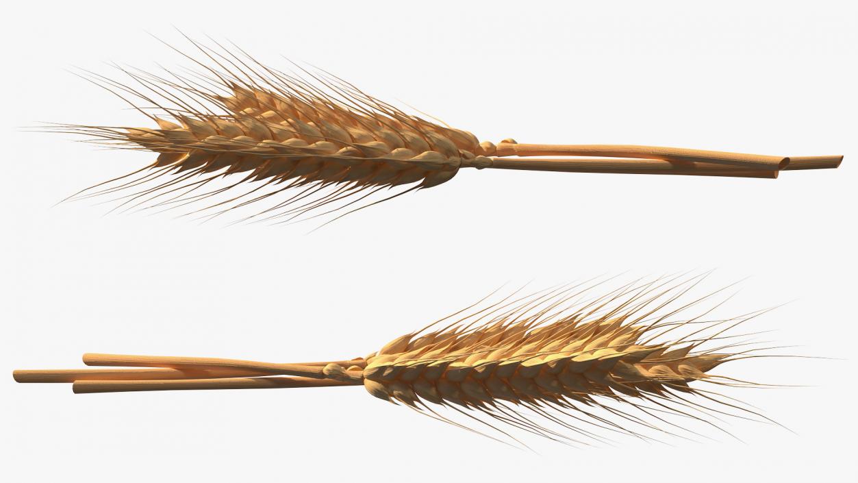 Set of Wheat Spikes 3D model