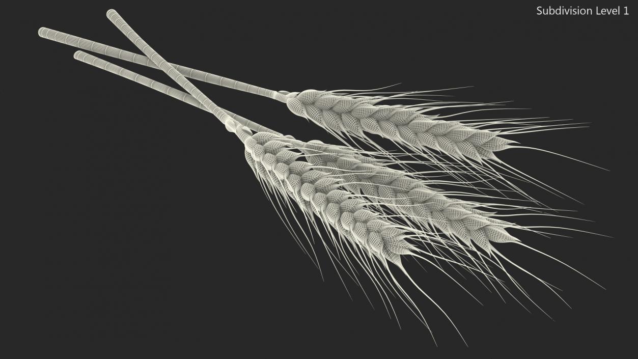 Set of Wheat Spikes 3D model