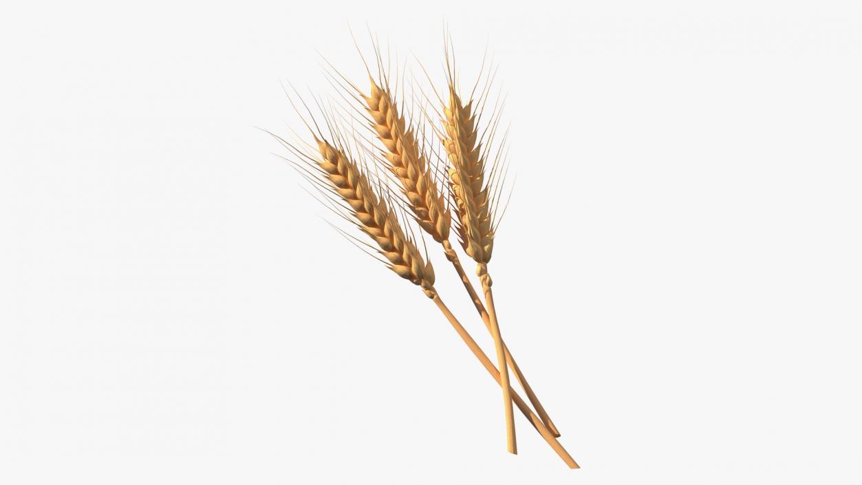 Set of Wheat Spikes 3D model