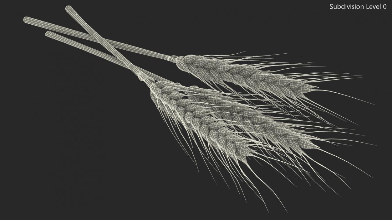 Set of Wheat Spikes 3D model