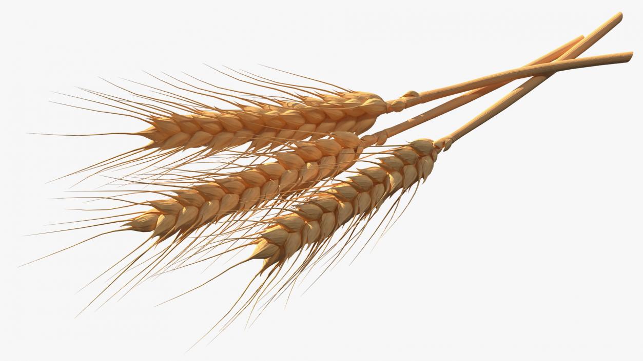 Set of Wheat Spikes 3D model