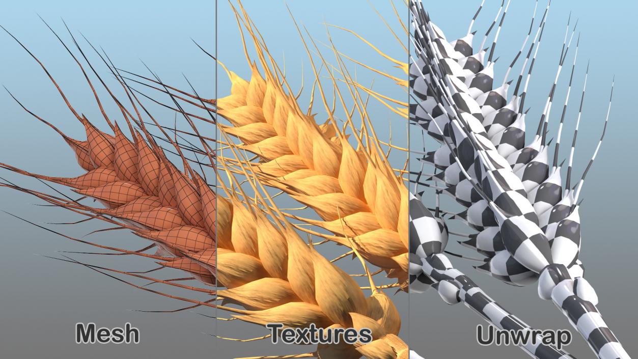 Set of Wheat Spikes 3D model