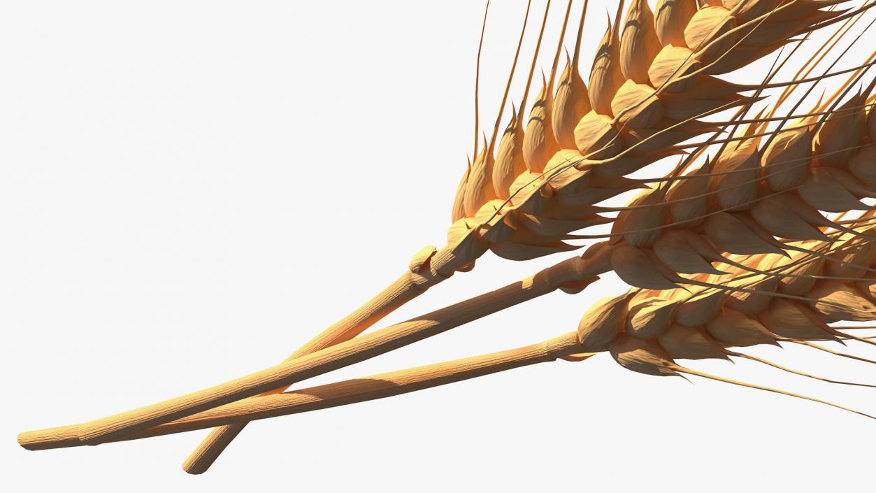 Set of Wheat Spikes 3D model