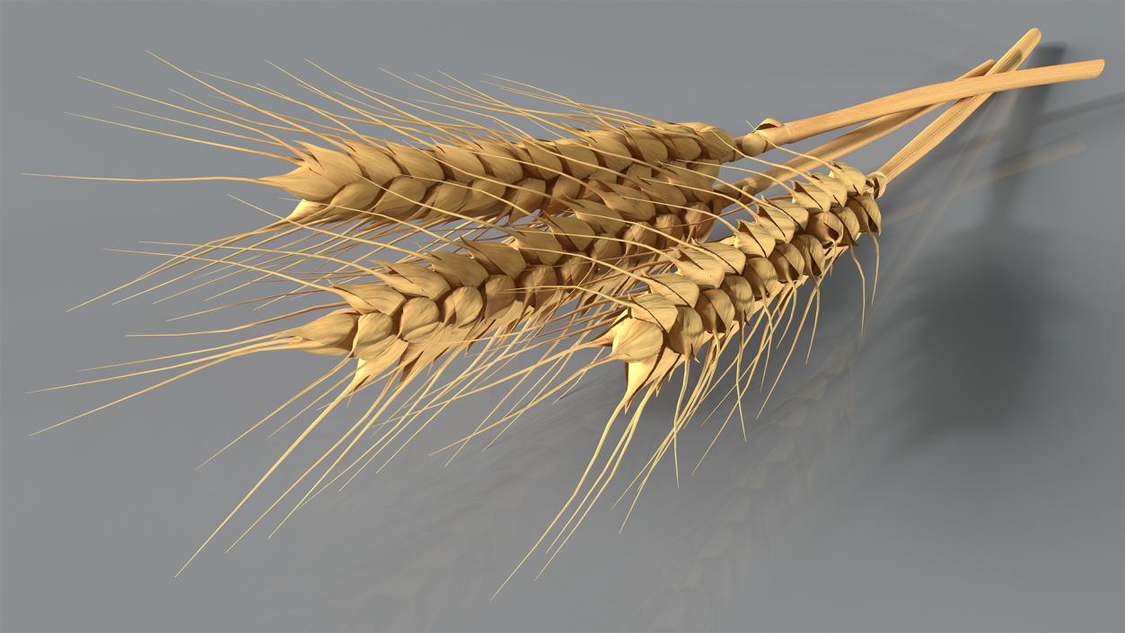 Set of Wheat Spikes 3D model