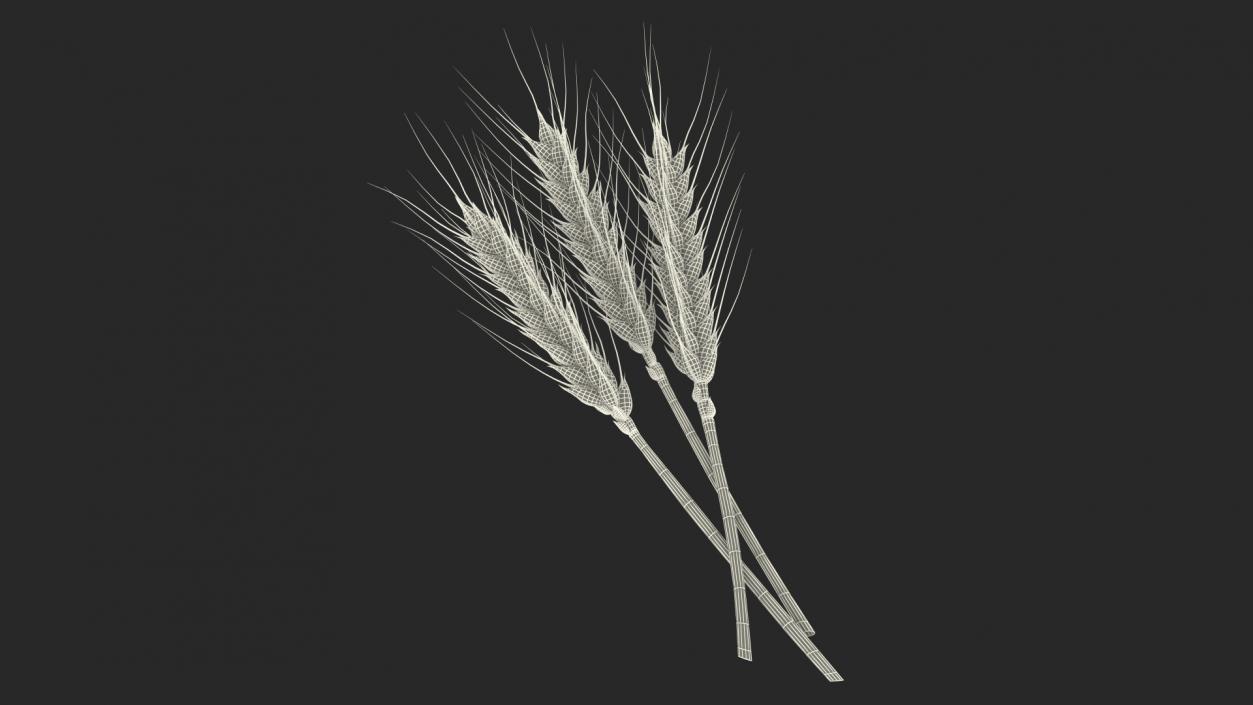 Set of Wheat Spikes 3D model