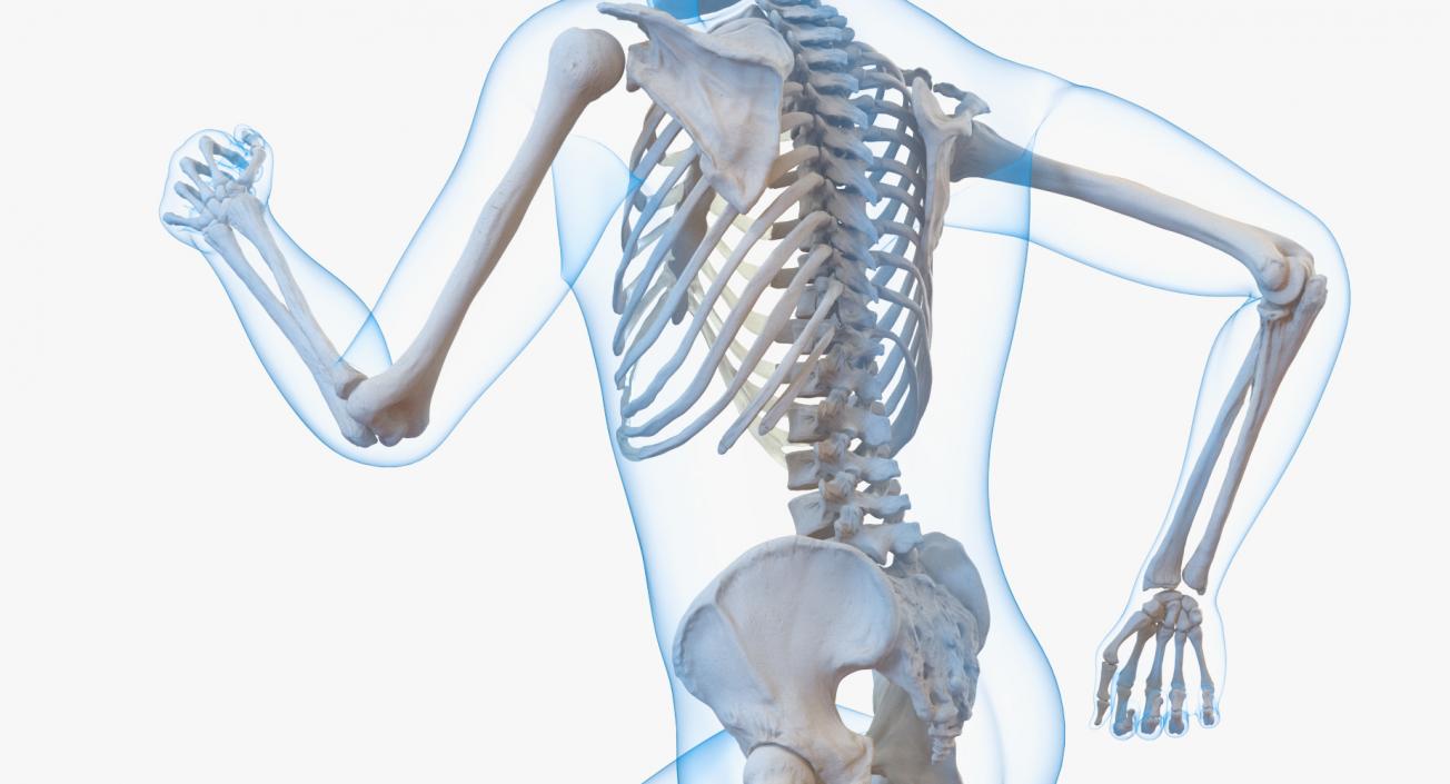 3D Male Body with Skeleton Running Pose