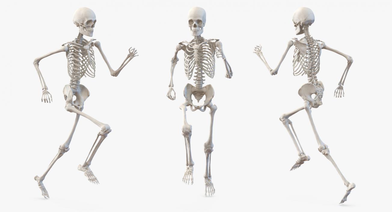 3D Male Body with Skeleton Running Pose