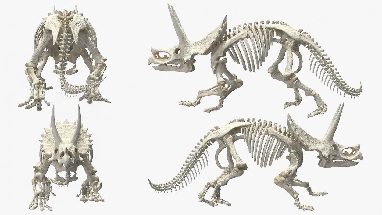 Triceratops Horridus Skeleton 3D model