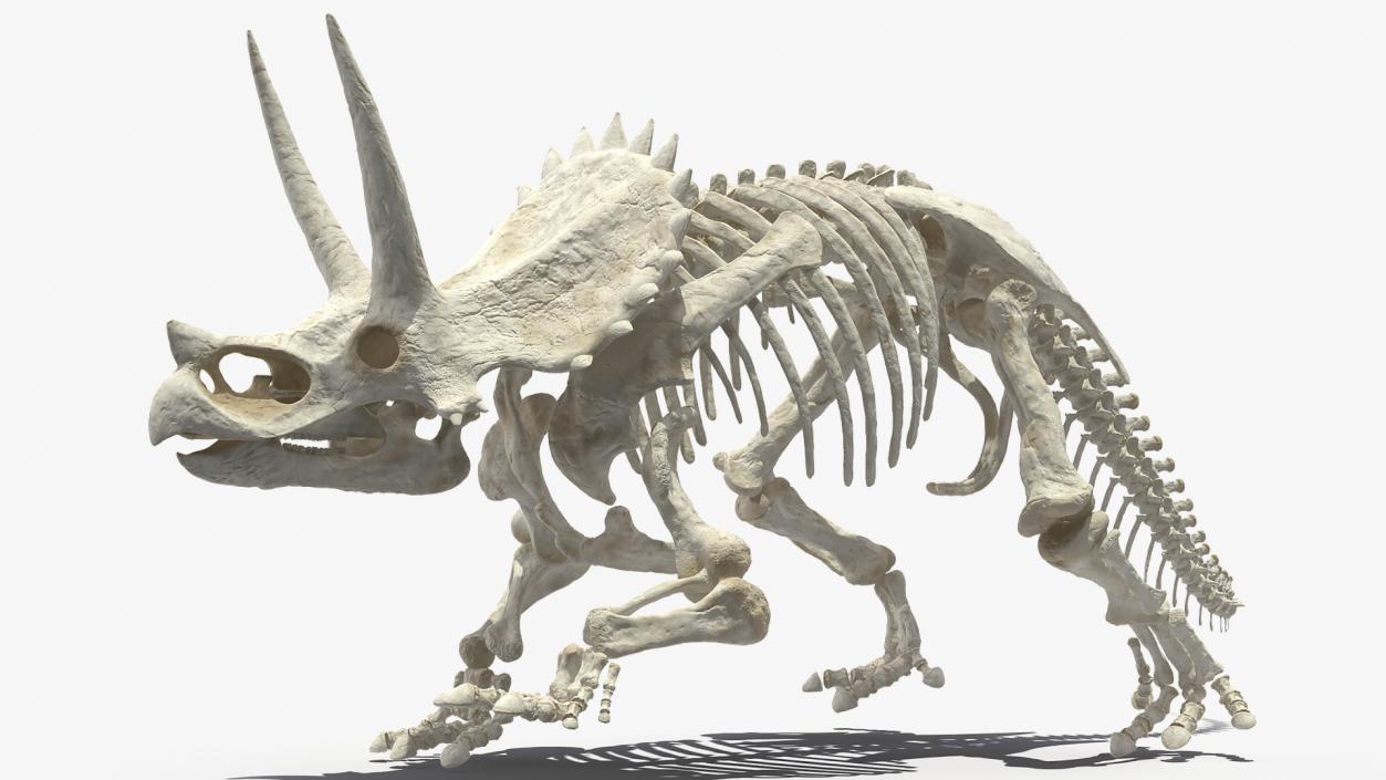 Triceratops Horridus Skeleton 3D model