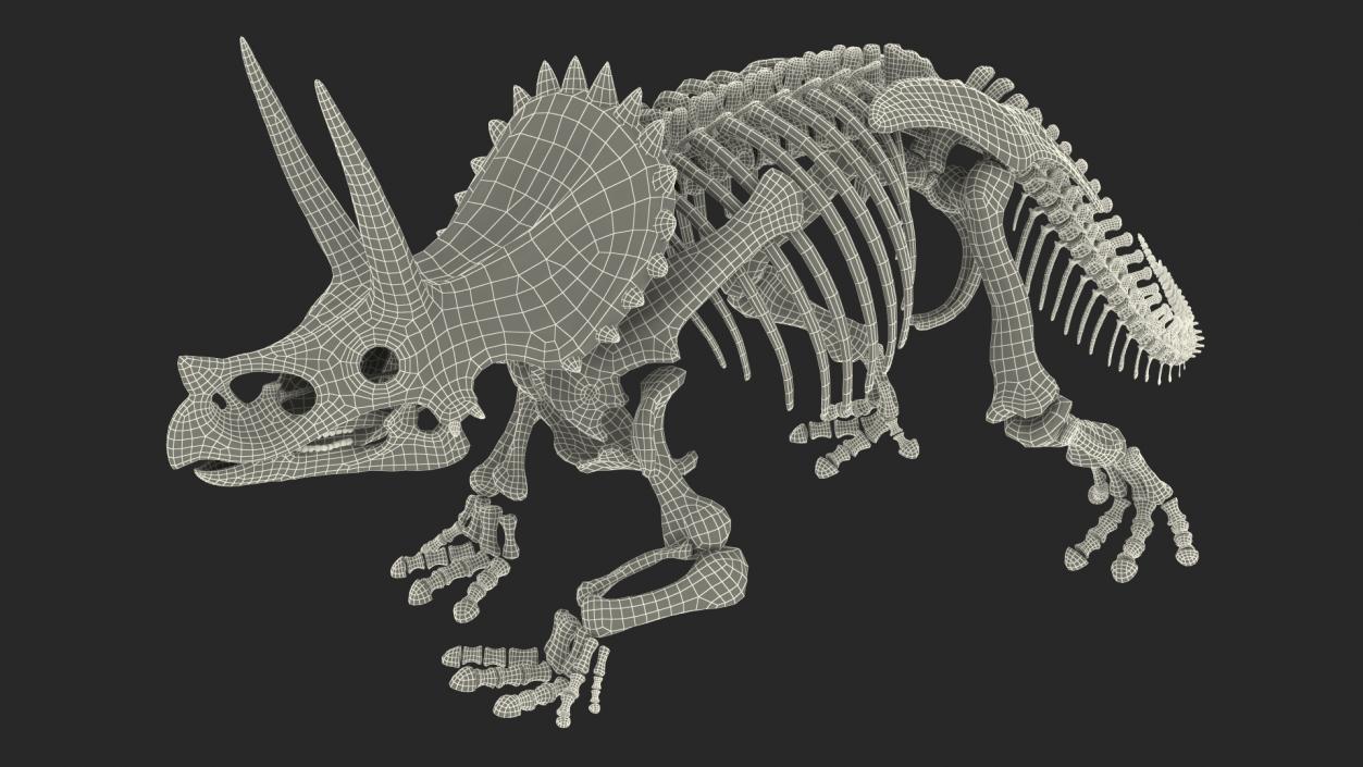 Triceratops Horridus Skeleton 3D model