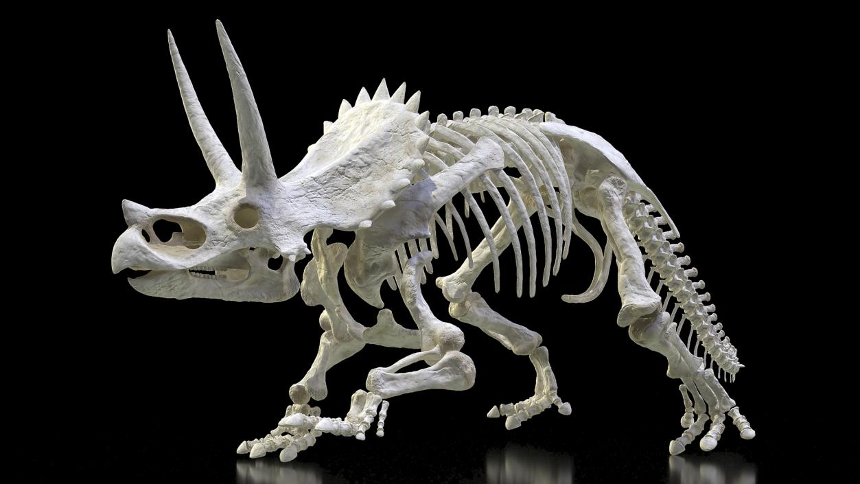 Triceratops Horridus Skeleton 3D model