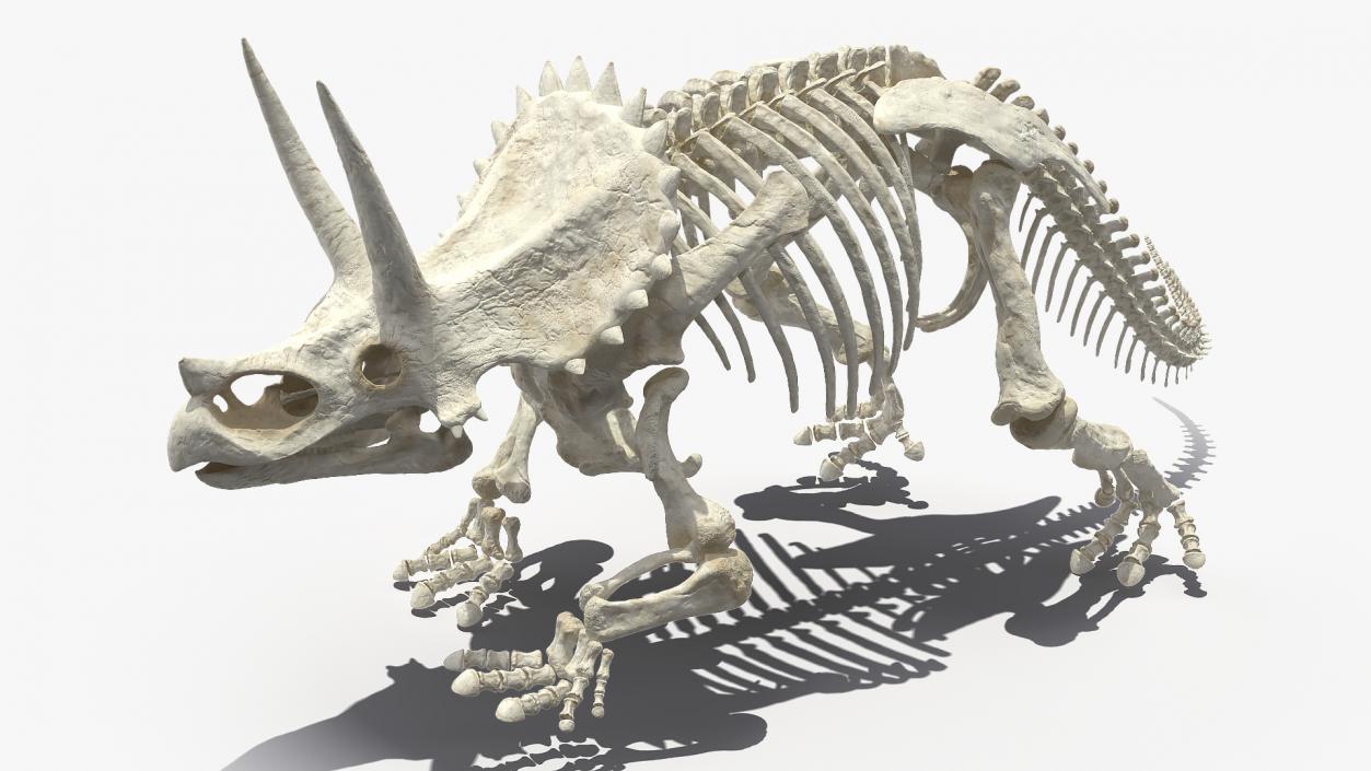 Triceratops Horridus Skeleton 3D model