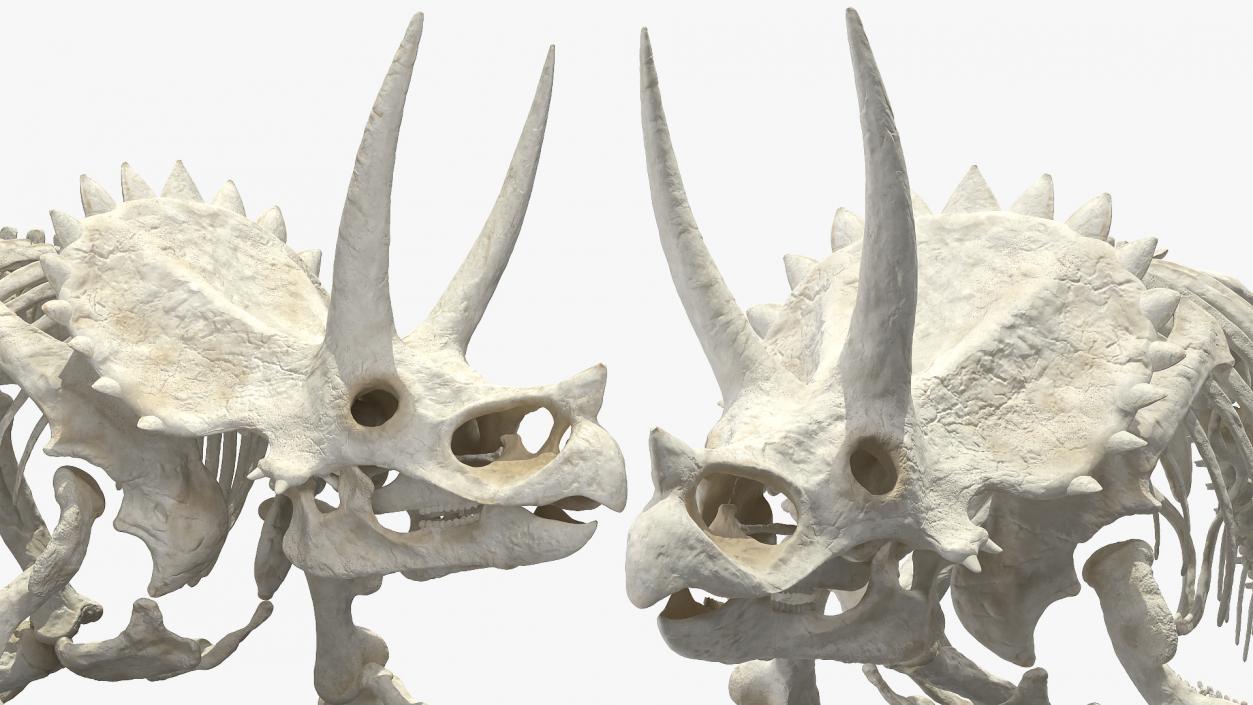 Triceratops Horridus Skeleton 3D model