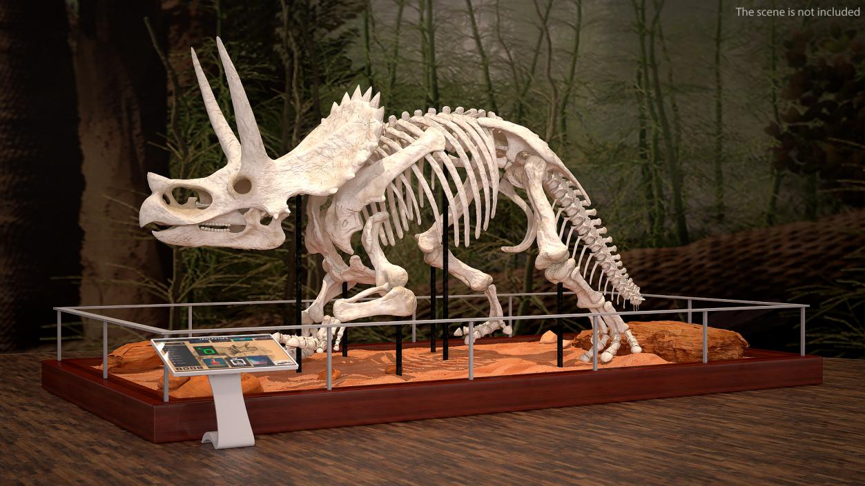 Triceratops Horridus Skeleton 3D model