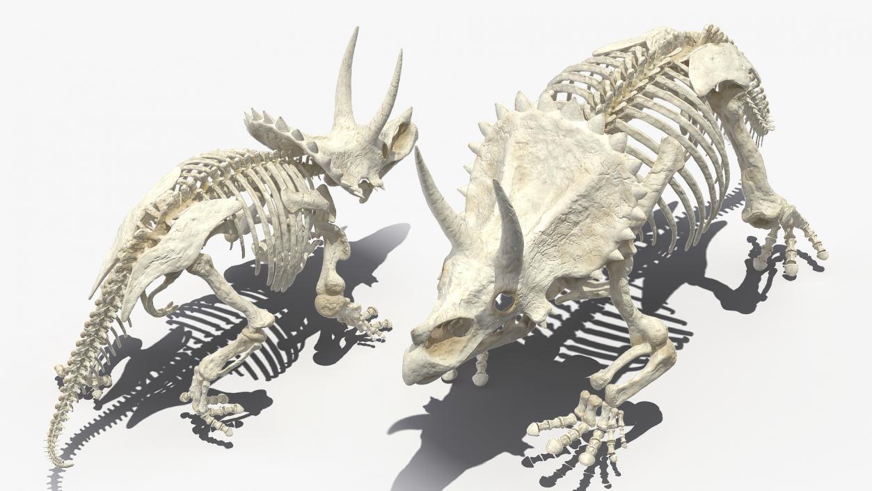 Triceratops Horridus Skeleton 3D model