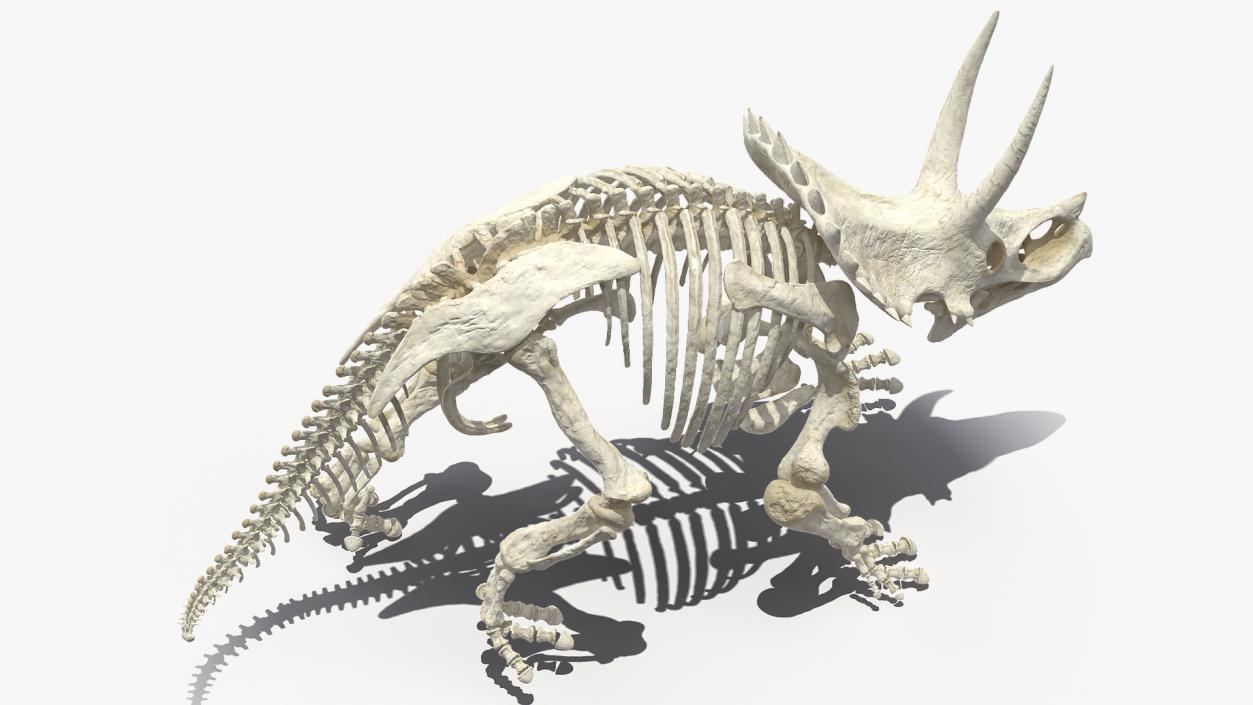 Triceratops Horridus Skeleton 3D model