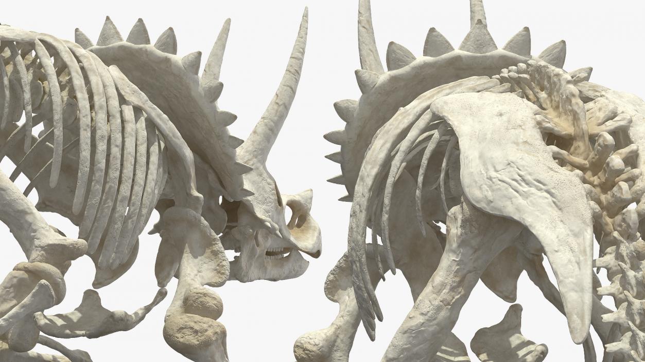 Triceratops Horridus Skeleton 3D model