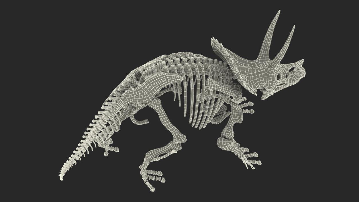 Triceratops Horridus Skeleton 3D model