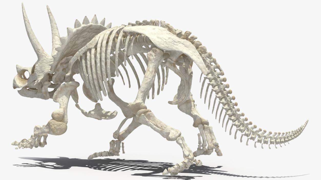 Triceratops Horridus Skeleton 3D model