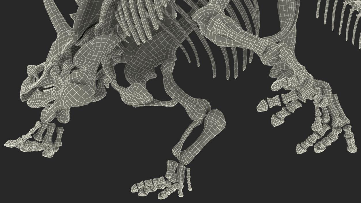 Triceratops Horridus Skeleton 3D model