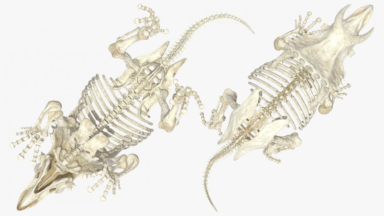 Triceratops Horridus Skeleton 3D model