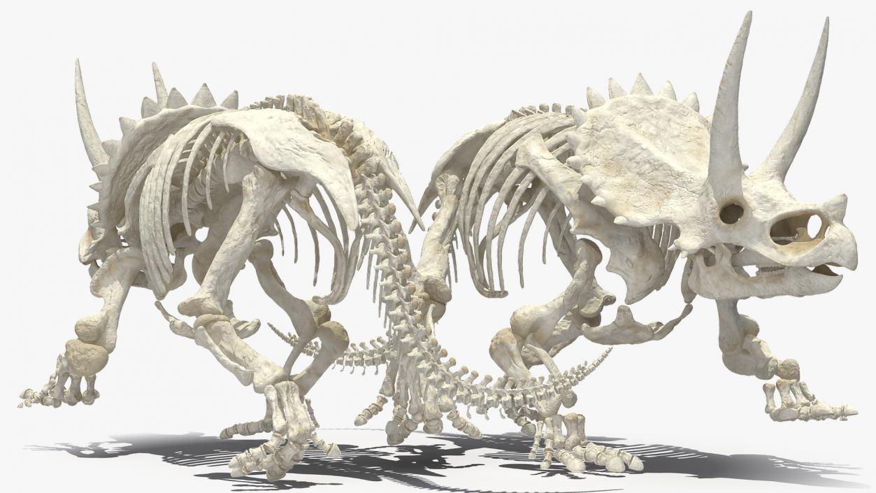 Triceratops Horridus Skeleton 3D model