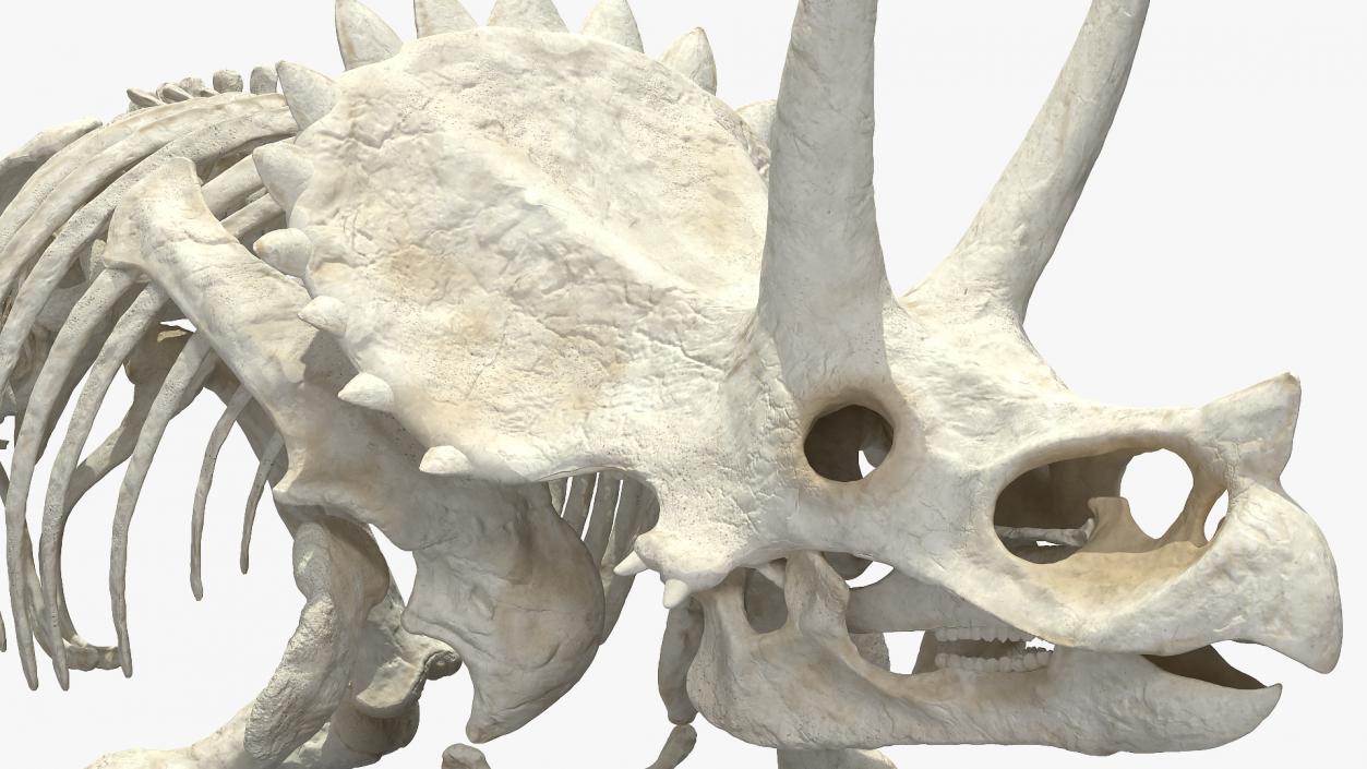 Triceratops Horridus Skeleton 3D model