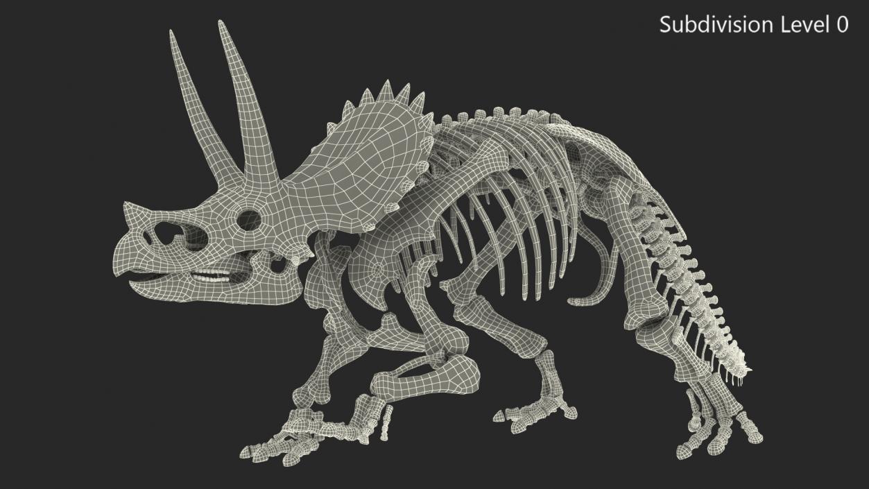 Triceratops Horridus Skeleton 3D model