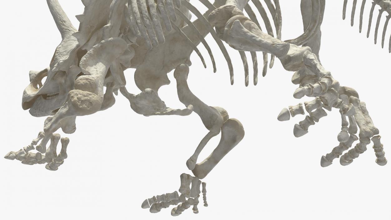 Triceratops Horridus Skeleton 3D model