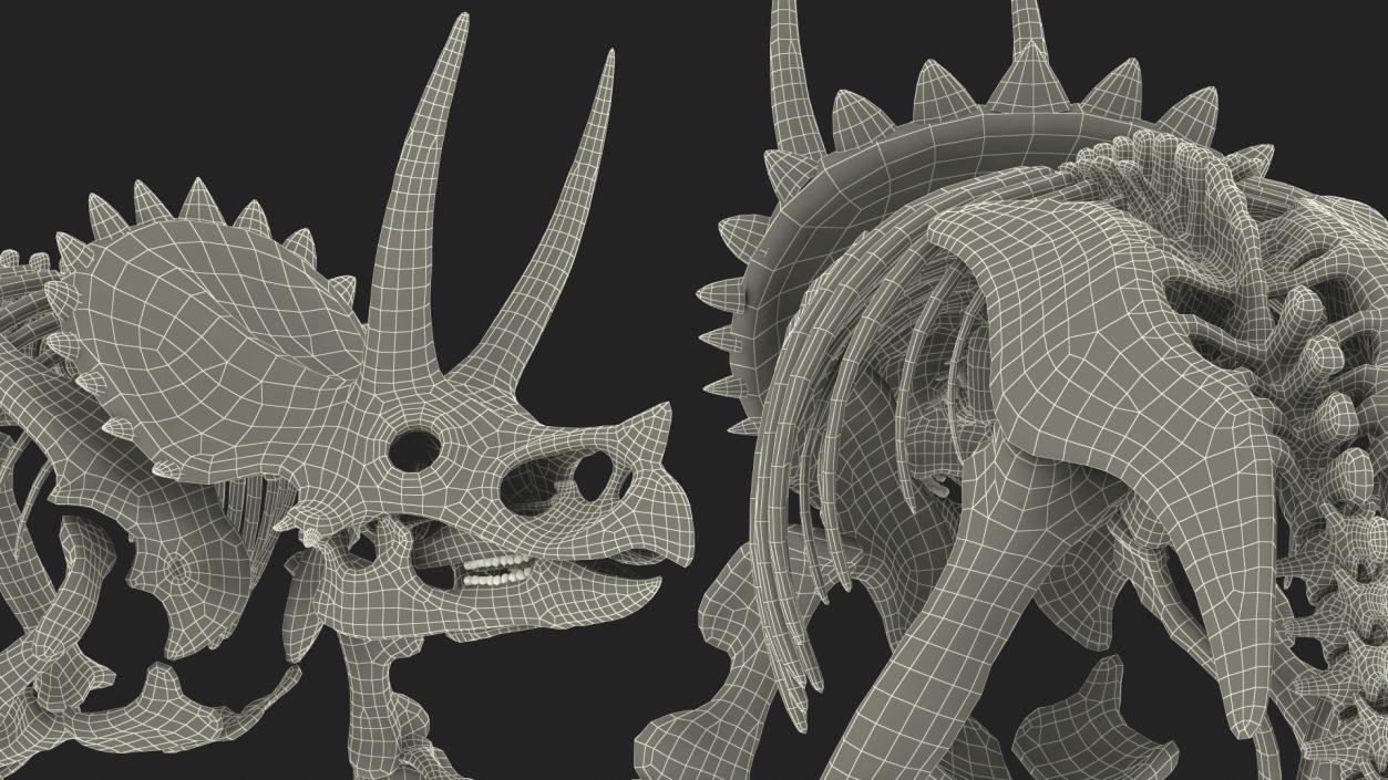 Triceratops Horridus Skeleton 3D model