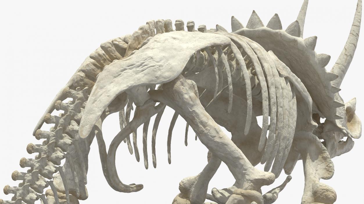 Triceratops Horridus Skeleton 3D model