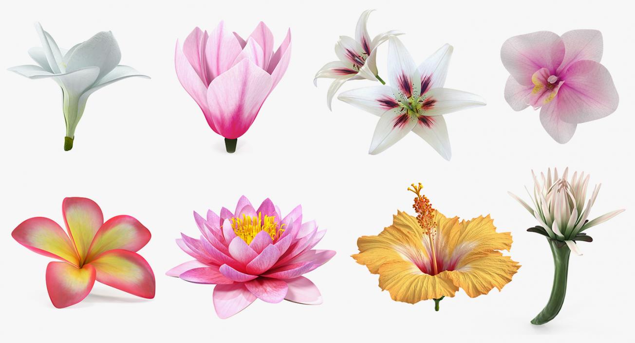 3D Flowers Collection 12