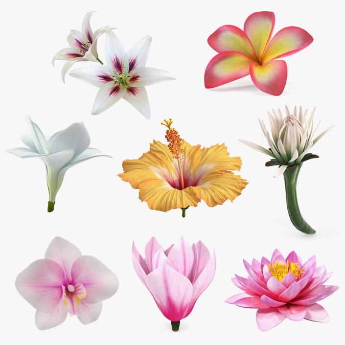 3D Flowers Collection 12