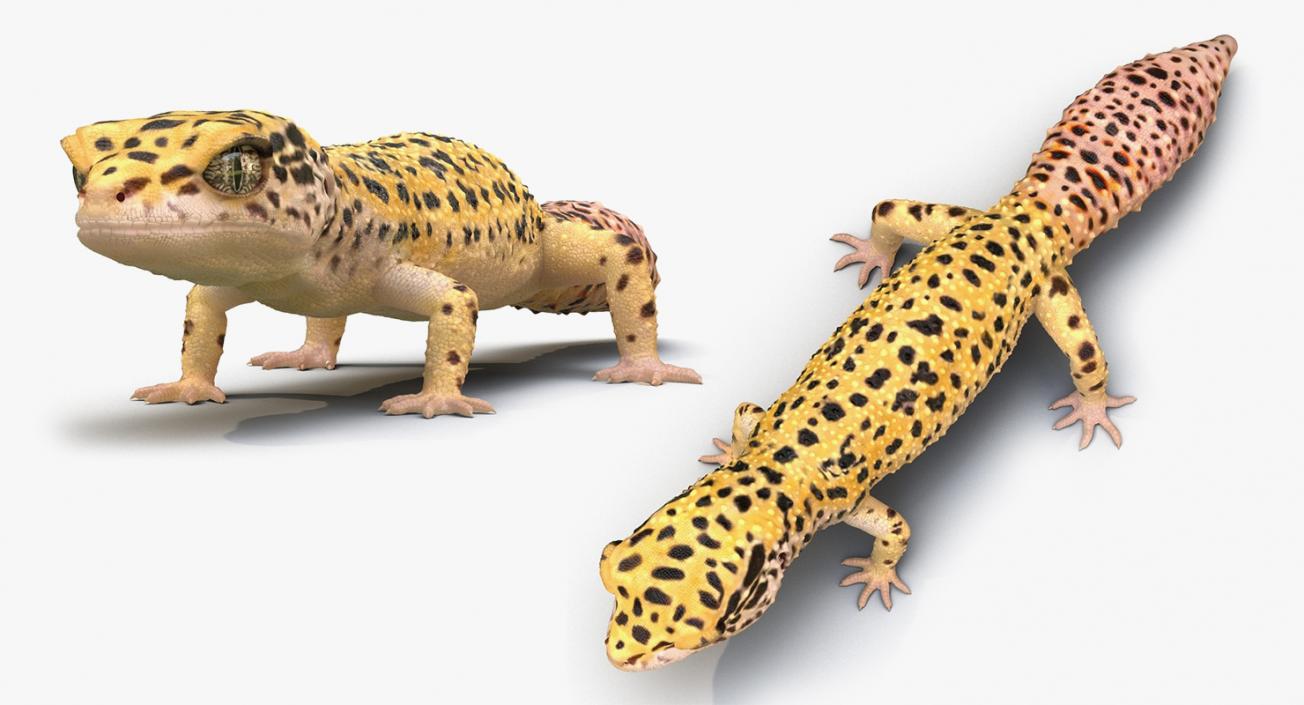 3D model Lizards Collection 2