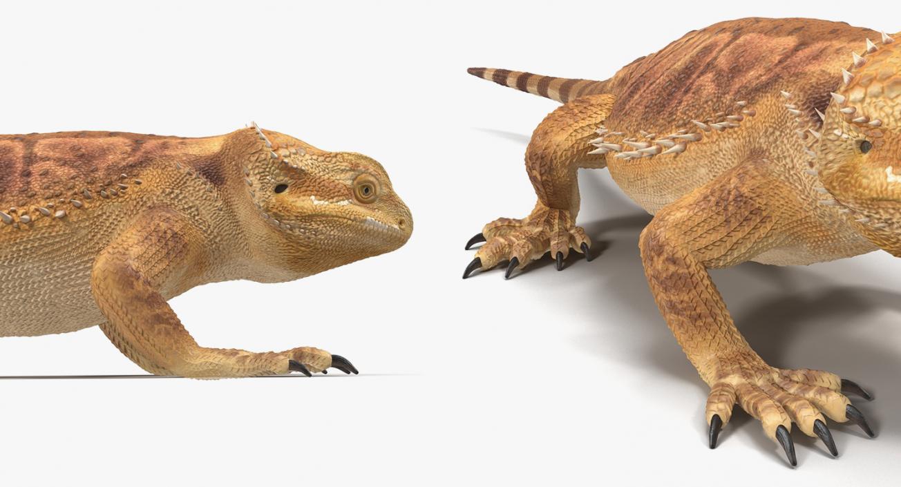 3D model Lizards Collection 2