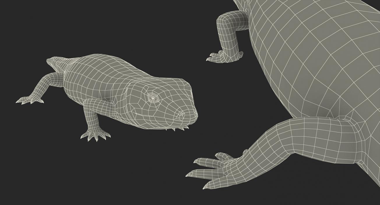 3D model Lizards Collection 2