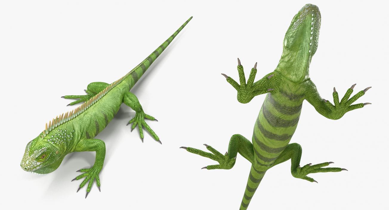 3D model Lizards Collection 2