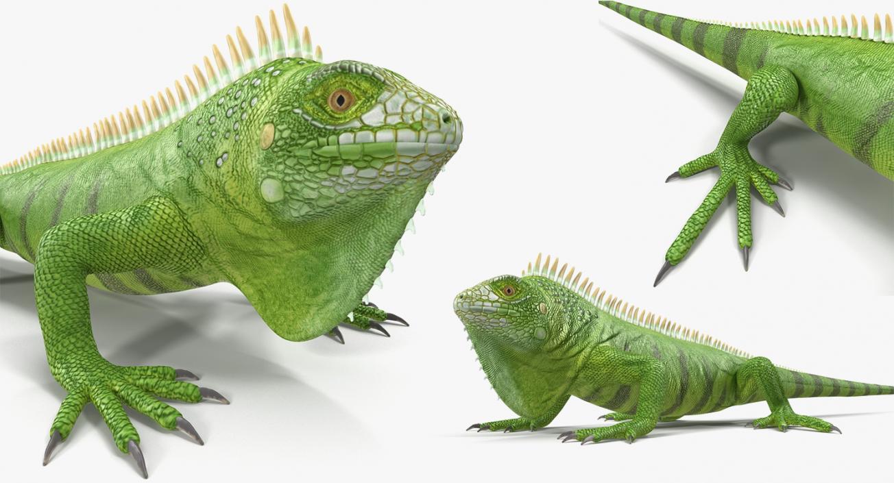 3D model Lizards Collection 2