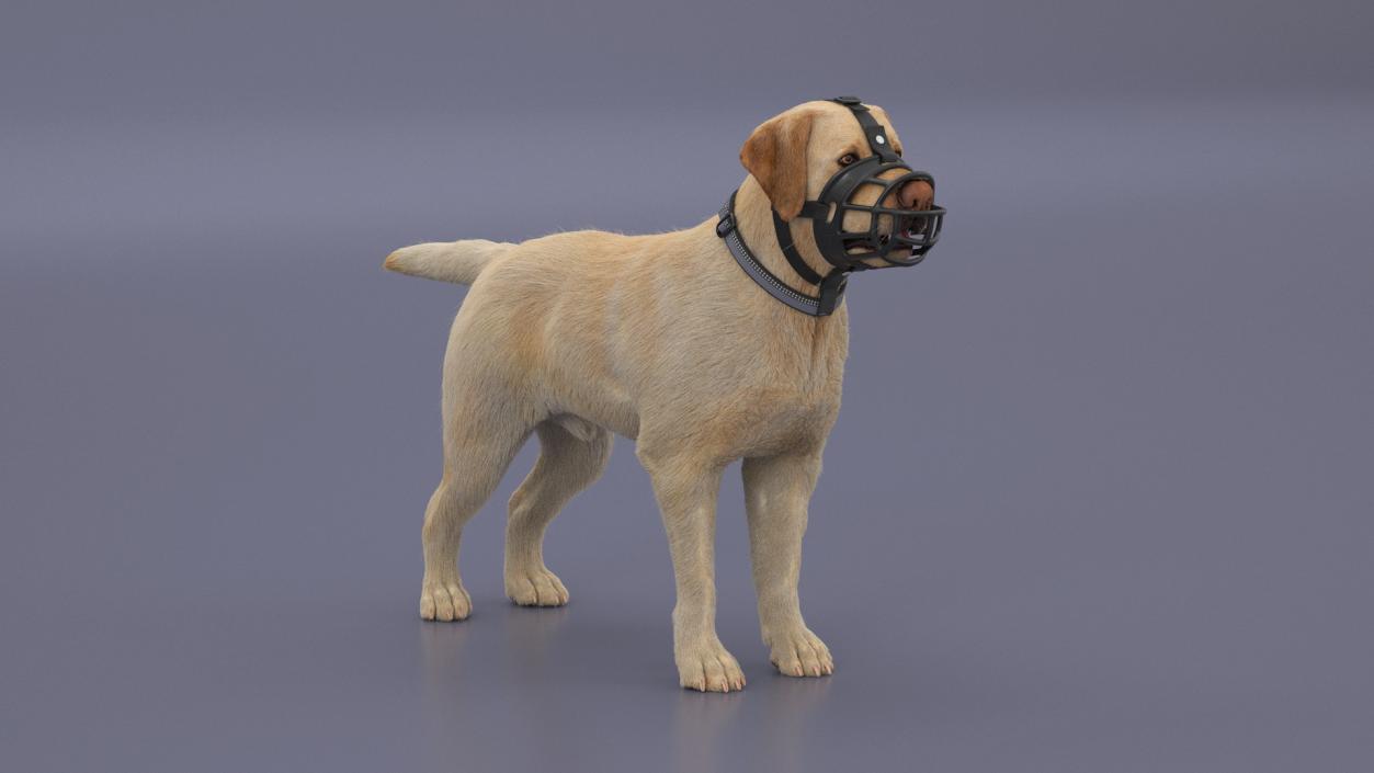 3D Labrador in a Muzzle Baskerville Fur