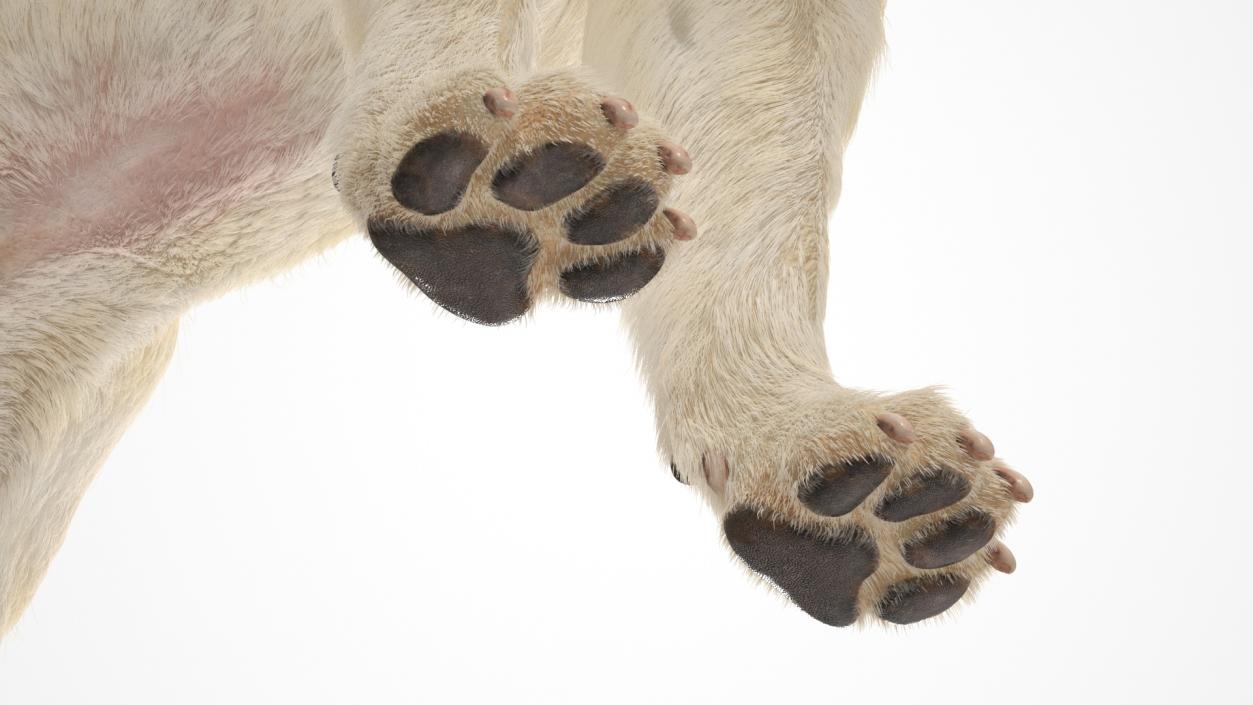 3D Labrador in a Muzzle Baskerville Fur