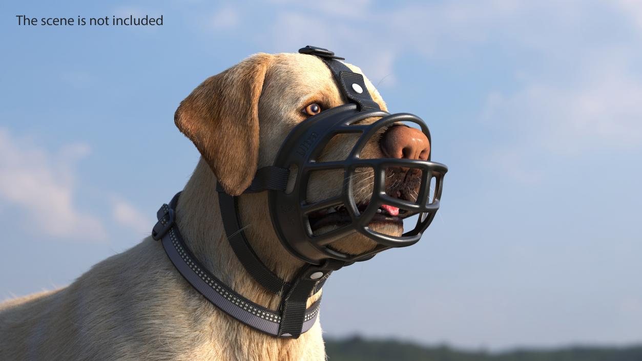 3D Labrador in a Muzzle Baskerville Fur