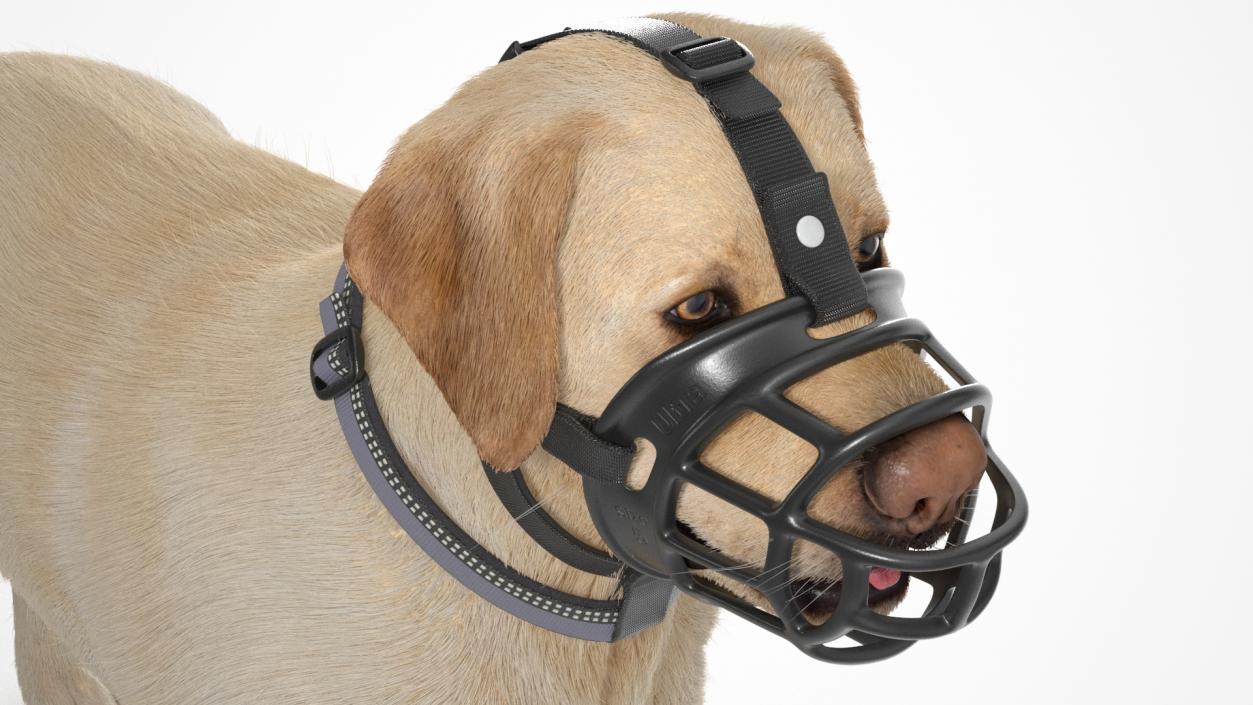 3D Labrador in a Muzzle Baskerville Fur