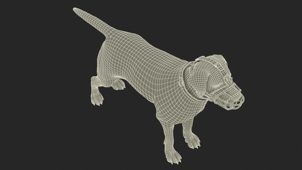 3D Labrador in a Muzzle Baskerville Fur